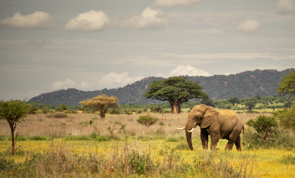 Ruaha National Park