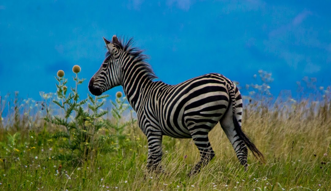 listing-details-carousel